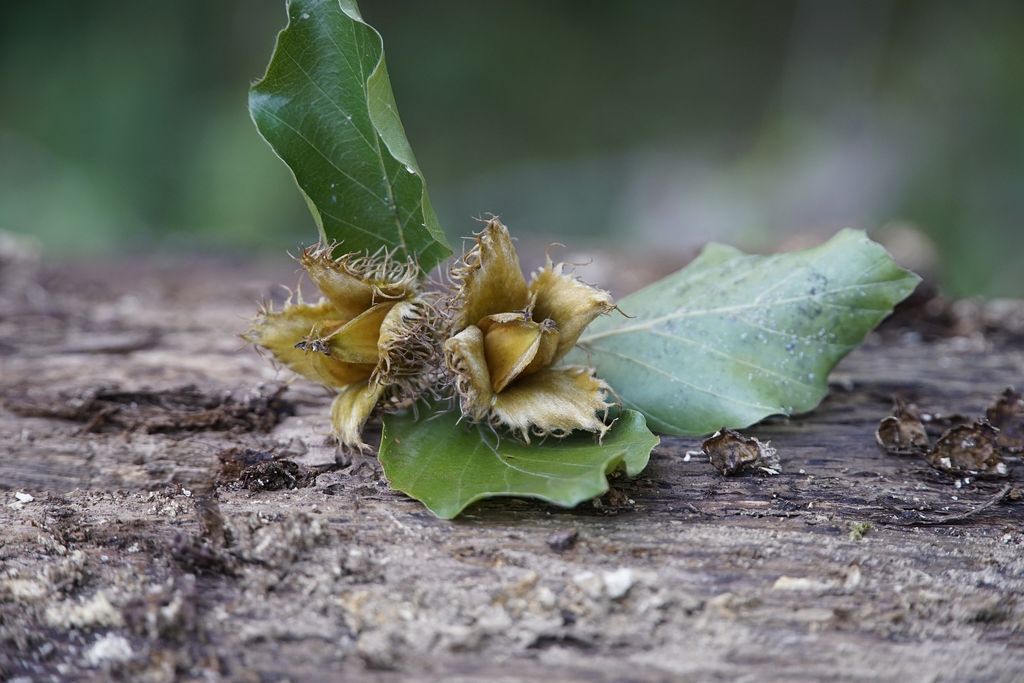 Bucheckern und Blätter auf holzigem Untergrund